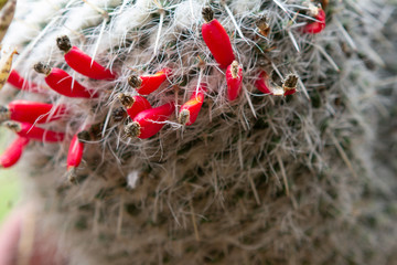 Cactus with thorns and red flowers
