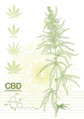Hemp, Cannabis plant. Template, poster, card, good for product label. Vector illustration in light green colors.