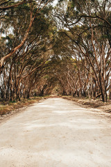 thickly tree lined unmade road portrait view