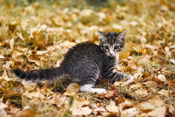 little gray cat on the yellow leaves