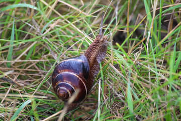 
snail on grass close up