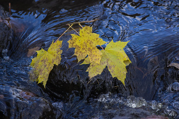 yellow maple leaves on the water