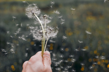 Fototapeta premium hand holding dandelions in the wind