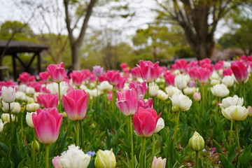 チューリップ　公園　春　群生　満開　花壇
