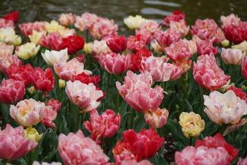 チューリップ　花壇　ガーデニング　公園　春