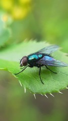 Fly on the green leaf
