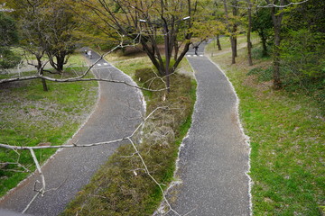 公園　春　花　