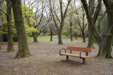 無人の公園 春 ベンチ