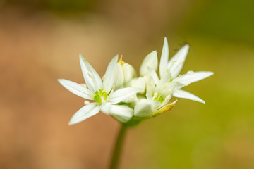 Obraz na płótnie Canvas Allium ursinum L.