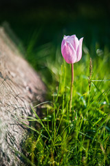 Pink  tulip blossom on sunrise in the spring meadow