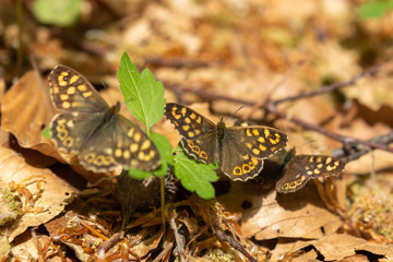 Pararge aegeria