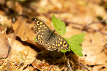 Pararge aegeria