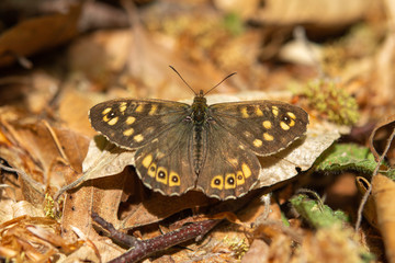 Pararge aegeria