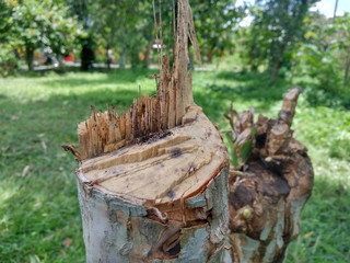 Fototapeta na wymiar old tree stump