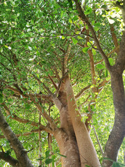 Landscape the big tree in forest