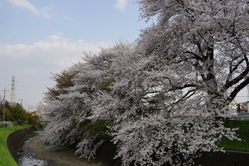 桜　春　桜並木　川沿い　お花見