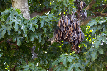 Large tree with brown seed pods. Brachychiton Acerifolius species tree