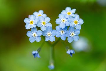 Plants and flowers