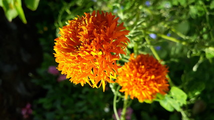Flowers in the desert