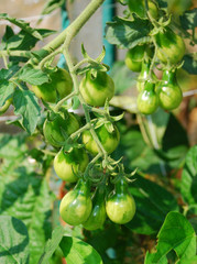 Unripe yellow pear tomatoes, sometimes known as Beam's Yellow Pear, growing on a vine in late summer in Italy
