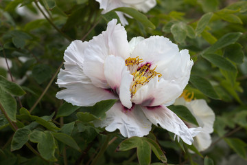 Paeonia suffruticosa - bush white-pink peony. Flowering large spring flowers