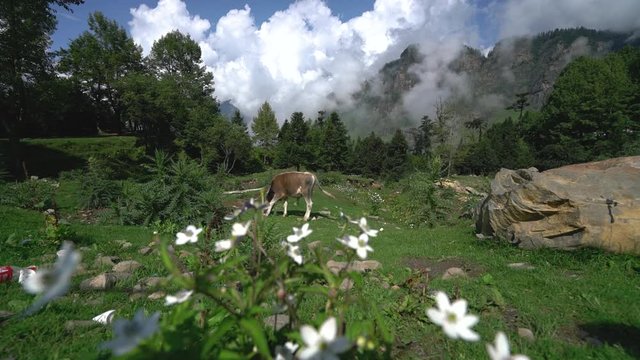 Steady shot of single cow grazing on natural green pasture with dramati white sky in the backgorund and white flowers in the foreground. Himalaya, Himachal Pradesh, North India.