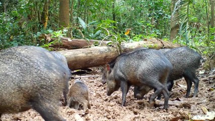 Collared Peccary family.
wild amazon animals. wild pigs