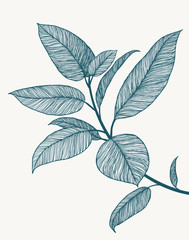 Ficus line art illustration. Minimalist botanical poster. Tropical plant branch. Hand drawn floral background. Abstract design artwork. Line floral drawing. Blue marine summer fresh colors.