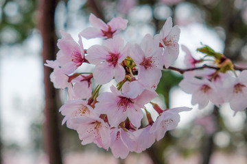 Close-up Cherry Blossom (aka Sakura) in April, Busan, South Korea. 