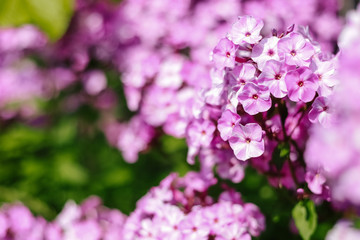 Purple phlox flowering in a flowerbed in a country garden