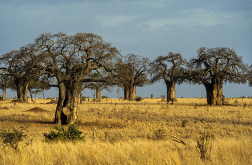 Baobab africain, Adansonia digitata, Parc national de Tarangire, Tanzanie