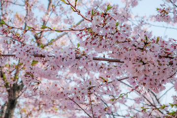 Obraz premium Close-up Cherry Blossom (aka Sakura) in April, Busan, South Korea. 