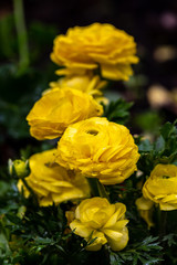Blooming yellow roses in spring