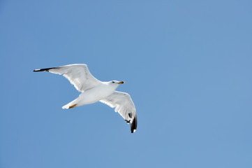 Fototapeta premium Seagull flying in the blue sky