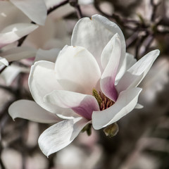 White magnolia flower. Flowers on a tree close-up.