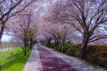 Fototapeta na wymiar Cherry Blossom season in April at Samnak Ecological Park, near Gimhae international Airport, Busan, South Korea. 
