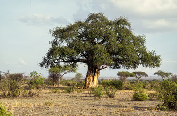 Baobab africain, Adansonia digitata, Parc national de Tarangire, Tanzanie