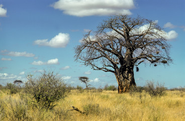 Baobab africain, Adansonia digitata, Parc national de Tarangire, Tanzanie