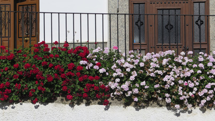Fototapeta na wymiar Red and white geraniums in Andalusian village