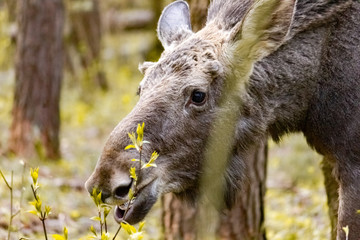 Close-up photo of a moose in the wild. Animal in the forest.