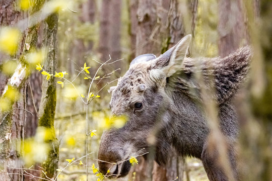 Close-up photo of a moose in the wild. Animal in the forest.