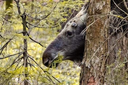 Close-up photo of a moose in the wild. Animal in the forest.