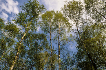 Bouleau verruqueux, Betula pendula