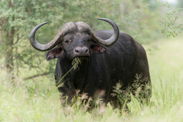 Buffle d'Afrique, Syncerus caffer, Parc national Kruger, Afrique du Sud