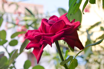 red rose on green background