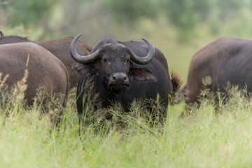 Obraz premium Buffle d'Afrique, Syncerus caffer, Parc national Kruger, Afrique du Sud