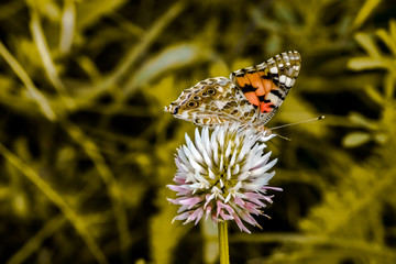 Naklejka na ściany i meble Butterfly sat on a flower. Clover in the meadow.