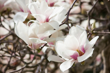 Fototapeta na wymiar White magnolia flower. Flowers on a tree close-up.