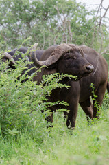 Obraz premium Buffle d'Afrique, Syncerus caffer, Parc national Kruger, Afrique du Sud