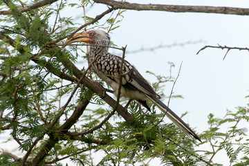Calao leucomèle,.Tockus leucomelas, Southern Yellow billed Hornbill